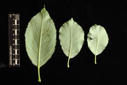 Salix reinii. Lower surface of range of leaves from one branchlet.
 Image: D. Glenny © Landcare Research 2020 CC BY 4.0